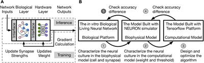 Understanding the Impact of Neural Variations and Random Connections on Inference